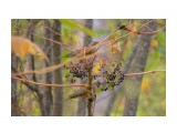парочка...
Оливковый дрозд

Просмотров: 237
Комментариев: 0