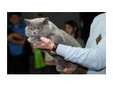 Название: Медведь))) 
Фотоальбом: Картинки с выставки.
Категория: Животные

Просмотров: 984
Комментариев: 4