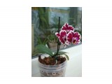 Phalaenopsis mini red spot