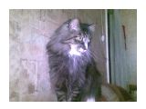 Название: кот Митя
Фотоальбом: Разное
Категория: Животные

Фотокамера: Nokia - E63
Диафрагма: f/3.2
Фокусное расстояние: 49/10



Просмотров: 3644
Комментариев: 1
