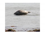 Ларга - пятнистый тюлень

Просмотров: 1174
Комментариев: 0