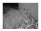 Название: 09092009022
Фотоальбом: Пуся
Категория: Животные

Фотокамера: Nokia - 5800 Xpres
Диафрагма: f/2.8
Выдержка: 60000/1000000
Фокусное расстояние: 37/10
Светочуствительность: 676


Просмотров: 3092
Комментариев: 3