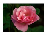 Название: IMGP5317
Фотоальбом: Цветы
Категория: Цветы
Фотограф: Светличная Наталья

Просмотров: 586
Комментариев: 0