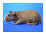 Название: Пики Квик Кассандра3
Фотоальбом: Скинни
Категория: Животные

Фотокамера: OLYMPUS IMAGING CORP. - SP500UZ
Диафрагма: f/2.8
Выдержка: 10/25
Фокусное расстояние: 63/10
Светочуствительность: 200


Просмотров: 987
Комментариев: 1