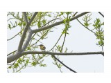 Сахалинская пеночка
Фотограф: VictorV
Sakhalin Leaf-warbler

Просмотров: 318
Комментариев: 0
