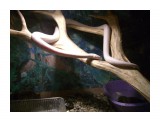 Название: Террариум змей
Фотоальбом: наш Zoo
Категория: Животные

Время съемки/редактирования: 2009:01:18 15:55:42
Фотокамера: CASIO COMPUTER CO.,LTD. - EX-Z1000   
Диафрагма: f/2.8
Выдержка: 1/100
Фокусное расстояние: 790/100



Просмотров: 801
Комментариев: 0