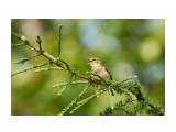 Толстоклювая пеночка
Фотограф: VictorV

Просмотров: 458
Комментариев: 0