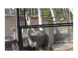 Любопытные страусы
