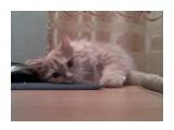кот и мышь мирно лежат на одном коврике

Просмотров: 961
Комментариев: 