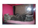 Название: питомник "Soffy"
Фотоальбом: выставка кошек 20.12.09
Категория: Животные

Время съемки/редактирования: 2009:12:20 10:59:01
Фотокамера: Canon - Canon EOS 1000D
Диафрагма: f/4.0
Выдержка: 1/60
Фокусное расстояние: 18/1
Светочуствительность: 400

Описание: В тесноте, да не в обиде

Просмотров: 855
Комментариев: 6