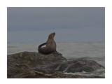 Название: тюлень ушастый
Фотоальбом: скотинки встречные
Категория: Животные

Время съемки/редактирования: 2020:08:30 23:57:55
Фотокамера: NIKON CORPORATION - NIKON D5100
Диафрагма: f/11.0
Выдержка: 1/1250
Фокусное расстояние: 6000/10



Просмотров: 309
Комментариев: 0