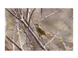 Бамбуковая камышевка
Фотограф: VictorV
Japanese Bush-warbler

Просмотров: 641
Комментариев: 0