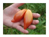DSC02866
Фотограф: k5v7v
Супер помидоры с дачного участка.

Просмотров: 1033
Комментариев: 0