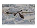 сахалинские птички...
Фотограф: Фил Лив

Просмотров: 915
Комментариев: 0
