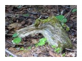 коряга(крокодил)

Просмотров: 3240
Комментариев: 0