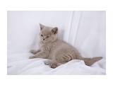 Название: IMG_3009
Фотоальбом: британцы п-ка "Soffy"
Категория: Животные
Фотограф: Светличная Н.

Просмотров: 620
Комментариев: 0