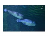 Название: рыбки
Фотоальбом: GUAM
Категория: Туризм, путешествия

Просмотров: 451
Комментариев: 0