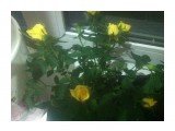 Название: Желтая роза
Фотоальбом: Розы
Категория: Цветы

Просмотров: 607
Комментариев: 0