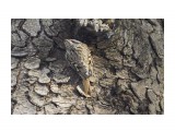 Пищуха
Фотограф: VictorV

Просмотров: 336
Комментариев: 0