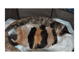 Название: котята
Фотоальбом: Мэйн кунчики от 17 февраля 2012 года - на фото котятам 2-е недели
Категория: Животные
Фотограф: Arishka

Время съемки/редактирования: 2012:03:04 23:17:07
Фотокамера: NIKON CORPORATION - NIKON D90
Диафрагма: f/7.1
Выдержка: 10/600
Фокусное расстояние: 180/10



Просмотров: 1664
Комментариев: 0