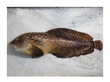  Вот такая симпатичная рыбка (житель Татарского пролива)  

Просмотров: 5453
Комментариев: 