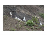 Наблюдательный пост...
Фотограф: vikirin

Просмотров: 2290
Комментариев: 0