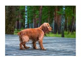 Название: ...
Фотоальбом: животные
Категория: Животные

Просмотров: 389
Комментариев: 0
