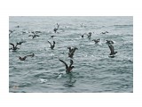 ***

Просмотров: 1133
Комментариев: 1
