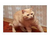 *
Фотограф: VictorV

Просмотров: 641
Комментариев: 0