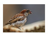 ***
Фотограф: Сергей Буркацкий

Просмотров: 1053
Комментариев: 0