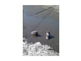 240320131119

Просмотров: 2807
Комментариев: 1
