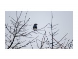 Жулан-сорокопут
Фотограф: Tsygankov Yuriy

Просмотров: 736
Комментариев: 0