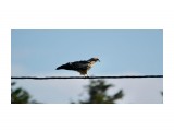 Коршун
Фотограф: Tsygankov Yuriy

Просмотров: 528
Комментариев: 0