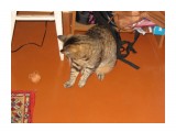 Название: IMG_1103[1]
Фотоальбом: Нашей кошке 10 лет
Категория: Животные
Фотограф: Бойко Наталья

Просмотров: 590
Комментариев: 0