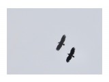 DSC03966
Фотограф: Сергей Буркацкий

Просмотров: 392
Комментариев: 0