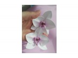 Название: резинки орхидея
Фотоальбом: Моё хобби, делаю на заказ.
Категория: Хобби
Описание: сделаны из фоамирана

Просмотров: 3225
Комментариев: 0