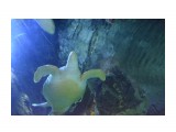 Название: черепашка
Фотоальбом: GUAM
Категория: Туризм, путешествия

Просмотров: 538
Комментариев: 0