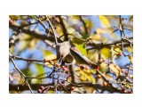 Ага, попалась )))
Фотограф: VictorV
Амурский свиристель

Просмотров: 343
Комментариев: 0