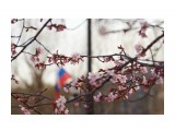 Сахалинская весна )
Фотограф: VictorV

Просмотров: 608
Комментариев: 0
