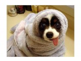 язык

Просмотров: 3683
Комментариев: 3