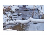 Оляпка
Фотограф: VictorV

Просмотров: 464
Комментариев: 0