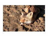 Рыжий.. под песочек...

Просмотров: 3477
Комментариев: 0
