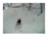 норка у озера
Фотограф: Меркулова Ольга &..

Просмотров: 1781
Комментариев: 0