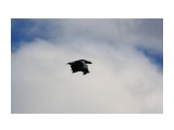 Орлан белохвостый отмахал крыльями в тишине