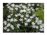 Птицемлечник

Просмотров: 476
Комментариев: 0