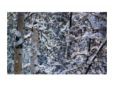 Зимний лес.. декабрь...
Фотограф: vikirin

Просмотров: 1997
Комментариев: 0