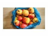 Материковские, настоящие яблоки
Фотограф: tasya

Просмотров: 356
Комментариев: 0
