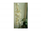 Orchid

Просмотров: 2374
Комментариев: 0