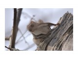Белка-летяга или летучая белка (Pteromys volans)
Фотограф: Tsygankov Yuriy

Просмотров: 836
Комментариев: 0