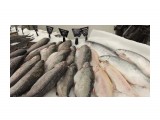 Разная рыба в Ашане

Просмотров: 651
Комментариев: 0